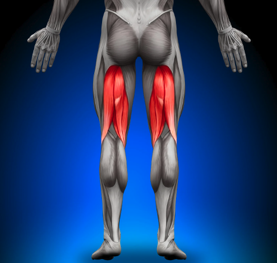 hamstring anatomy